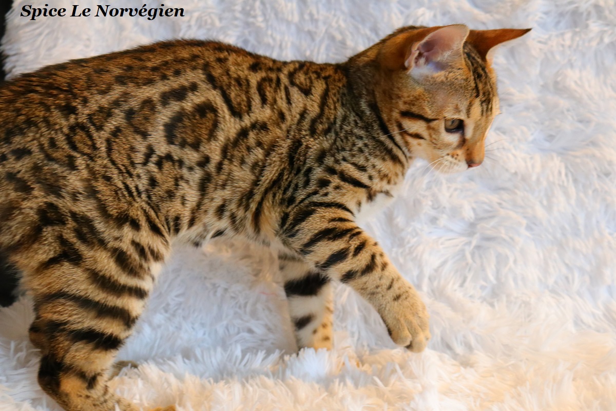 bengal brown spotted